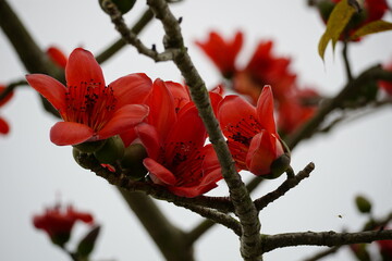 Bombax ceiba flowers bloom against the sky