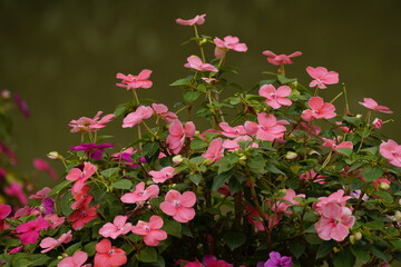 Close-up of Impatiens walleriana blooming flowers