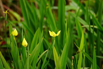 Fototapeta premium Close-up of yellow trimezia flowers blooming