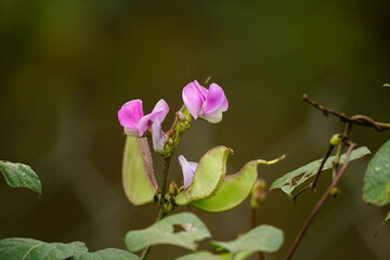 Close-up of Canavalia lineata flower