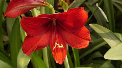 Close-up of blooming Amaryllis flowers