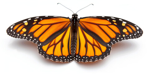 The Timeless Beauty of Monarch Butterflies On White Background.