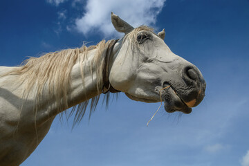 Head of a white Arabian horse seen from below with blue sky in the background 
