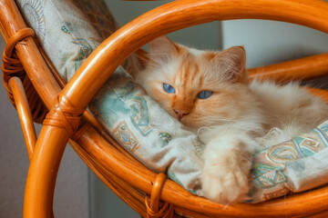 Birman cat relaxing on a rocking chair with his face being framed by the wooden armrest