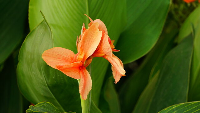 Canna edulis red flowers bloom