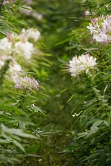 Close-up of Cleome spinosa flower blooming