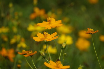 Cosmos bipinnatus flowers bloom in the field