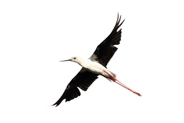Black-winged Stilt flying isolated on transparent background png file