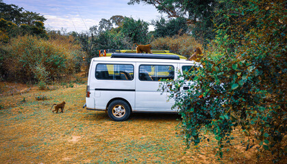 Monkeys walking on a safari vehicle during a safari, Kenya, Masai Mara National Park