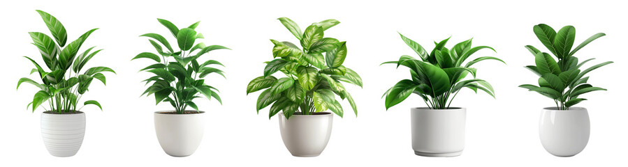 Set of potted plants with green leaves in white ceramic pot isolated on transparent or white background