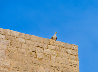 seagull on the wall, Trani, Apulia, Italy, Europe, March 2024