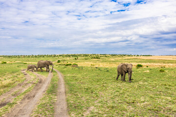 Obraz premium Elephant family is walking in the savannah in Kenya, on safari