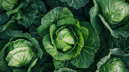 Rows of fresh, organic green cabbages in the field, symbolizing healthy eating and sustainability, ideal for vegetarian and farm-to-table concepts