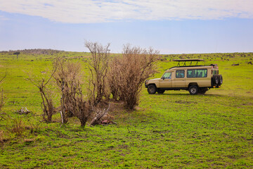 A cheetah feasting on its prey hidden in the bushes, Kenya, Masai Mara National Park © trawellkat