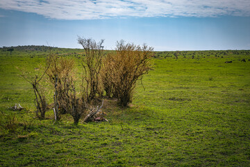A cheetah feasting on its prey hidden in the bushes, Kenya, Masai Mara National Park © trawellkat