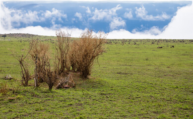 A cheetah feasting on its prey hidden in the bushes, Kenya, Masai Mara National Park © trawellkat