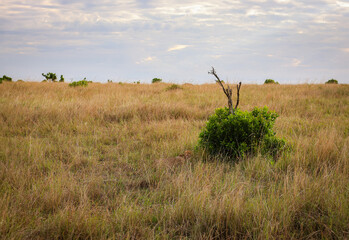 A cheetah hidden in the bushes, Kenya, Masai Mara National Park