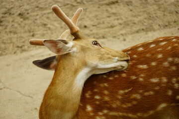 Close-up of Cervus Nippon Pseudaxis