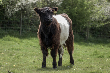 close up portrait of a belted galloway cow calf - obrazy, fototapety, plakaty