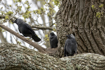 three jackdaws corvus monedula perched in a tree