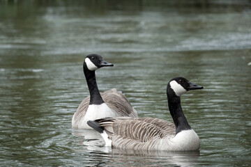 close up portrait of canada geese in the water