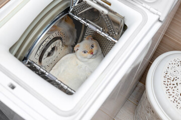 Funny Scottish Fold cat with striking blue eyes peeks out from a washing machine. National cat day....