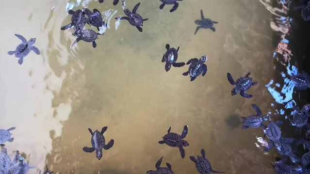turtle farm. small sea turtles at a turtle farm in Sri Lanka