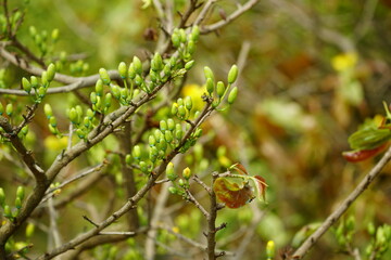 Ochna integerrima flowers bloom in the garden
