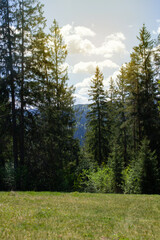 Fototapeta premium Green meadow and pine trees with sun rays