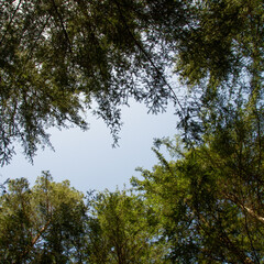 Obraz premium crowns of fir trees, view from inside, illuminated sky