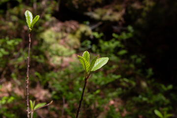 green leaf on forest background