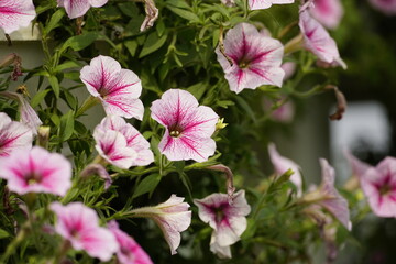 Petunias bloom in the garden