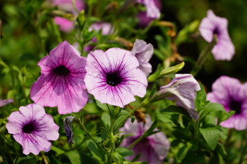 Petunias bloom in the garden