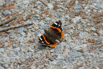 Red admiral butterfly (Vanessa Atalanta) sitting on stone path in Zurich, Switzerland