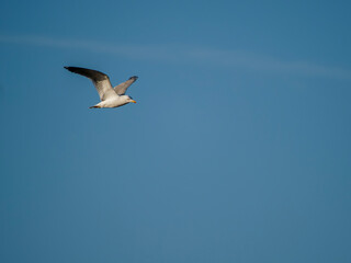 Flamingo in the Ebro River Delta. Flamingos in the Ebro Delta Natural Park, Tarragona. Great Flamingo (Phoenicopterus roseus), Ebro Delta Natural Reserve, Tarragona province, Catalonia, Spain