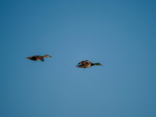 Flamingo in the Ebro River Delta. Flamingos in the Ebro Delta Natural Park, Tarragona. Great Flamingo (Phoenicopterus roseus), Ebro Delta Natural Reserve, Tarragona province, Catalonia, Spain