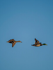 Flamingo in the Ebro River Delta. Flamingos in the Ebro Delta Natural Park, Tarragona. Great Flamingo (Phoenicopterus roseus), Ebro Delta Natural Reserve, Tarragona province, Catalonia, Spain