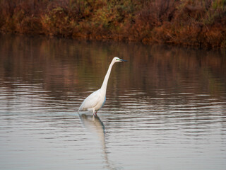 Flamingo in the Ebro River Delta. Flamingos in the Ebro Delta Natural Park, Tarragona. Great Flamingo (Phoenicopterus roseus), Ebro Delta Natural Reserve, Tarragona province, Catalonia, Spain