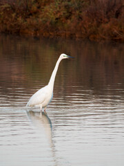 Flamingo in the Ebro River Delta. Flamingos in the Ebro Delta Natural Park, Tarragona. Great Flamingo (Phoenicopterus roseus), Ebro Delta Natural Reserve, Tarragona province, Catalonia, Spain