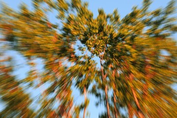 Abstract photograph of a tree with foliage of contrasting colors, shapes and lines with a blurred background against a blue sky