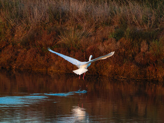 Flamingo in the Ebro River Delta. Flamingos in the Ebro Delta Natural Park, Tarragona. Great Flamingo (Phoenicopterus roseus), Ebro Delta Natural Reserve, Tarragona province, Catalonia, Spain