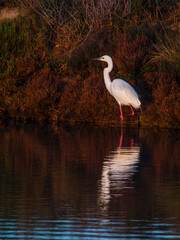 Flamingo in the Ebro River Delta. Flamingos in the Ebro Delta Natural Park, Tarragona. Great Flamingo (Phoenicopterus roseus), Ebro Delta Natural Reserve, Tarragona province, Catalonia, Spain