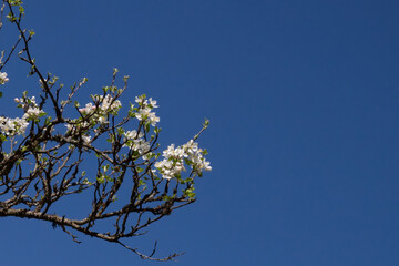Blooming white tree against blue sky