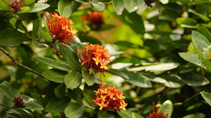 Close-up of Ixora chinensis blooming flower