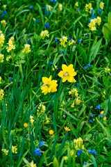 Fototapeta premium Close-up view of a colorful wildflower meadow featuring bright yellow daffodils and small blue flowers, symbolizing the beauty of spring