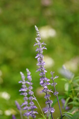 Obraz premium Close-up of Salvia farinacea blooming flower