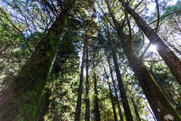 Natural forest of greenery lush tree