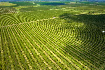 View from above of green farmlands with rows of orange grove trees growing on a sunny day in Florida