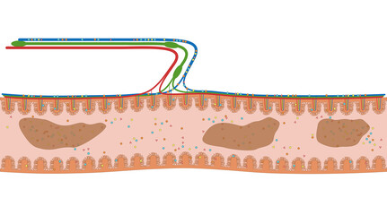 Darmzotten des Duodenum oder Zwölffingerdarm - der Dünndarm im Verdauungstrakt des Menschen - Anatomie