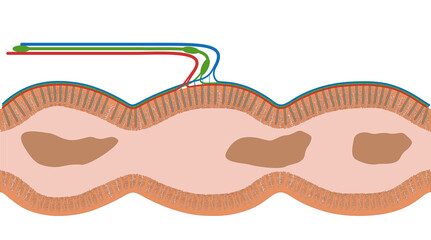 Darmzotten des Intestinum crassum, dem Dickdarm des Menschen - Anatomie des Darm im Verdauungstrakt bzw. Verdauungssystem